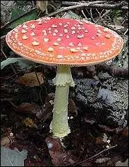 Que dire de l'amanite tue-mouche ?