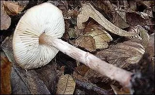 La lpiote brun incarnat est-elle toxique ou mortelle ?