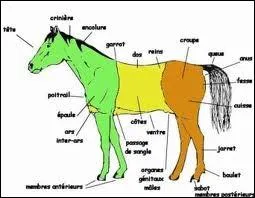 Qu'est-ce qui n'est pas dans l'avant-main ?