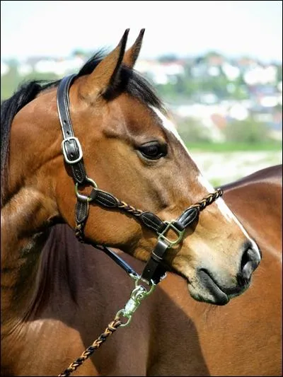 O est ce le mieux pour le brosser ?