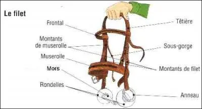 Que faut-il dfaire avant d'enlever le filet d'un cheval ?