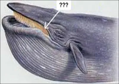 Comment appelle-t-on les lames cornes qui garnissent la mchoire suprieure de certains ctacs comme la baleine bleue ?
