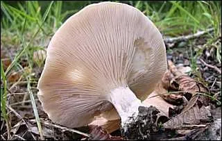 De son vrai nom, Clitoptile petite prune, comment est appel usuellement ce champignon blanc  la trs forte odeur de farine ?