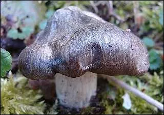 Quel est ce bon champignon de printemps ?