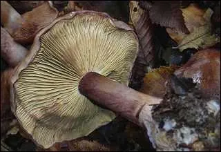 Celui-ci aussi est comestible :