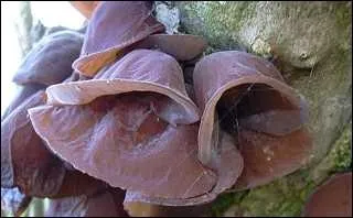 Vous avez tous mang des  champignons noirs' au restaurant chinois, c'est ainsi qu'ils se prsentent dans la nature, quel est leur nom ?