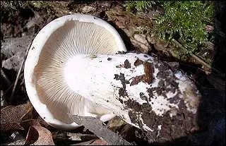 Quel est le nom courant de ce champignon, de son vrai nom  Tricholome de la Saint-Georges  ?