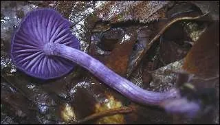 Magnifique couleur pour ce champignon trs rarement cueilli car mconnu :