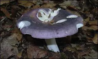 Champignon sans grande saveur, il pourra toujours vous nourrir si vous n'avez rien d'autre :