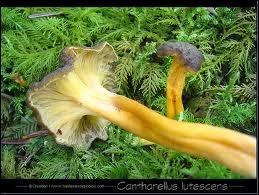 Quel est ce savoureux champignon d'automne ?