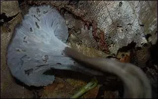 Quel est ce champignon trs parfum ?