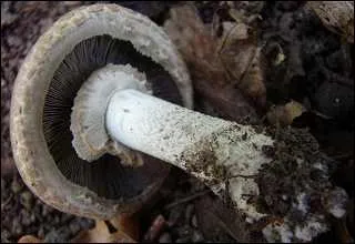 Reconnaissez-vous ce bon champignon de couche ?