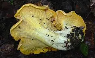 Quel est ce champignon recherch et dlectable ?