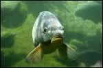 D'o est originaire la carpe, dlicieux poisson d'eau douce  l'apport calorique raisonnable ?
