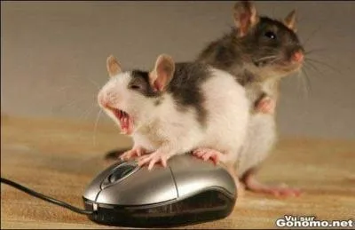 Les ondes radio et liaisons infra-rouges remplacent les plus anciens systmes filaires qui sont  l'origine de leur nom en similitude avec des petits rongeurs.