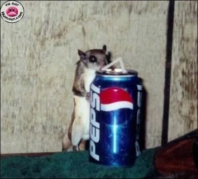 Principal rival de Pepsi et leader sur le march des sodas.