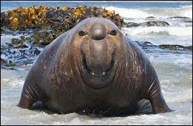 Code, alphabet bas sur une association de 2 signaux longs ou courts ou encore un mammifre marin.