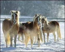 O le Haflinger fut-il lev aprs que cette race soit fonde ?