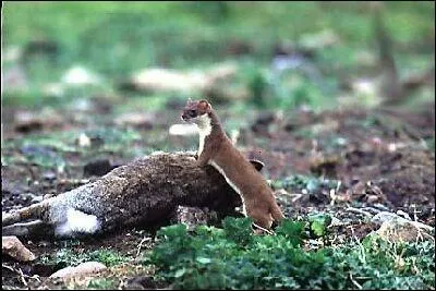 Cet animal habite dans les lisires de bois, les haies, les talus , les buissons, les broussailles, les villages, les montagnes et dans les plaines.