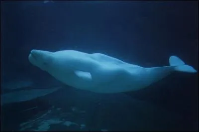 Cet animal vit dans les mers froides. Plus prcisment dans le fleuve St-Laurent , la Baie d'Hudson et dans la mer de Beaufort.