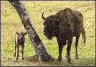 Cet animal vit seulement dans les parcs nationaux du Canada. Vu que l'espce est en voie d'extinction, elle est protge. Le parc Yellowstone possde le plus de Bisons d'Amrique au Canada.