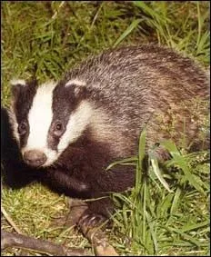 Le terrier de cet animal se trouve souvent au pied d'une butte, d'une falaise. Il n'est pas rare de trouver prs de leur habitation des mares ou des ruisseaux.