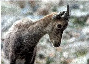 Cet animal aime les habitats  dominante rocheuse. Ils vivent en hardes. Les hardes sont environ d'une vingtaine de boucs et d'une vingtaine d'tagne