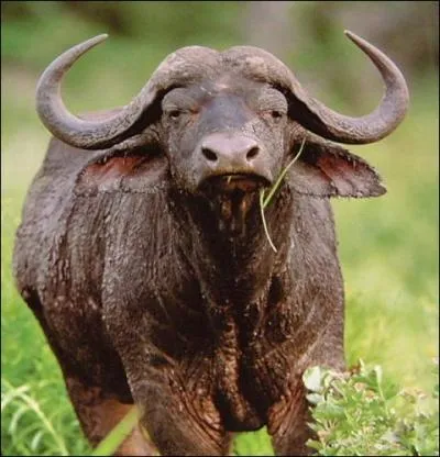 Cet animal, on le retrouve dans les rgions arides et les rivires. Il est trs sociable pour sa famille. Ils se promnent en grands groupes pouvant compter 100  200 individus. Son territoire s'te