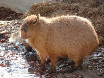 Cet animal, on peut le retrouver dans la fort pluvieuse d'Amazone, au Panama, dans les des Andes, en Colombie, en Uruguay, en Argentine mais il vit toujours dans les fort denses autour des lacs