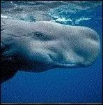 Cet animal  un habitat qui couvre tous les ocans. Il vit  1 km sous l'eau et mme s'il vit dans l'ocan Arctique, il se tient plus dans les eaux chaudes et dans les zones tropicales.