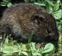 Cet animal vit dans les prairies ptures (herbes rss) les digues et les talus enherbs les champs de luzerne les polders. Il abonde dans les rgions de grande culture. En revanche il vitera