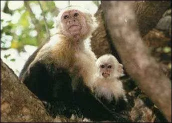 Cet animal ne vit que dans les forts tropicales trs paisse de l'Amrique du sud. Il est un animal exclusivement arboricole ce qui veut dire qui ne descend des arbres que pour boire. Ses ennemis son