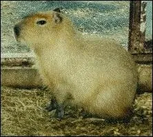 Cet animal vit en larges groupes en Amrique du Sud. Il vit au long des lacs et des fleuves.