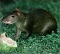 Cet animal habite en Amrique Centrale. Il habite plus principalement en Guadeloupe, en Guyanne et en Dsirade.