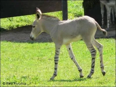 Cet animal vit dans les steppes semi-aride et arides d'Afrique,  la frontire de la Somalie et de l'thiopie.