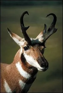 Cet animal habite est une espce typiquement nord amricaine.