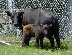 Cet animal habite au plus profond des forts. Il existe deux sous-espces. L'une habite dans la plaine et l'autre dans les jungles des montagnes.
