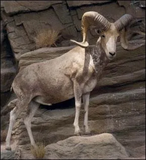 Cet animal habite l'Asie dans les pays tels le Kazakhistan ou le Tadjikisten en passant par le Npal et l'Inde.