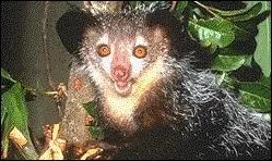 Cet animal habite dans les parties nord de la cte Est des forts tropicales pluvieuses, dans les forts de Madagascar (fort de bambou).