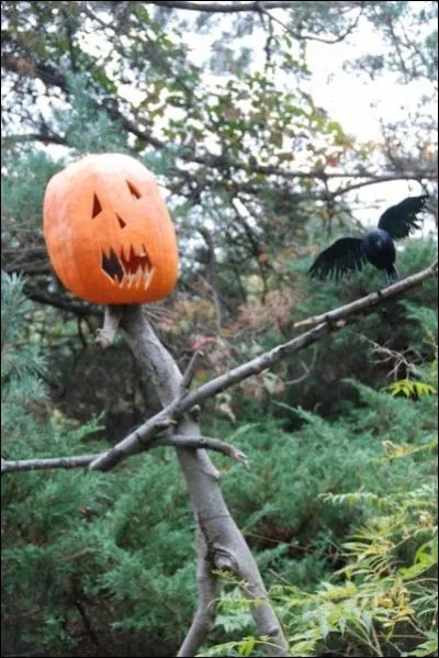 Cette photographie a t faite dans la partie rserve  Halloween du jardin botanique de New-York mais on peut tout  faire reproduire... ?