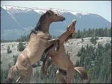 Quelle est la taille d'un mustang ?