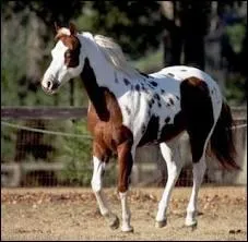 Quelle est la robe admise ?