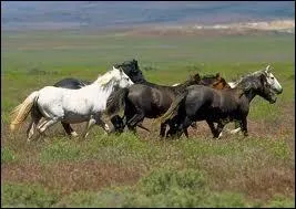 Les mustangs vivent en troupeaux, mais de combien d'individus ?