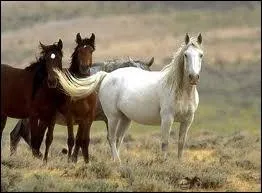 Quelle est sa longvit ?