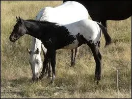 Et ce poulain de robe :