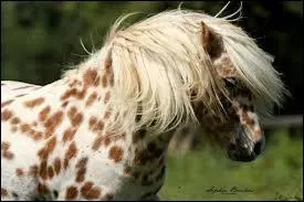 Quelle est la robe de ce poney ?