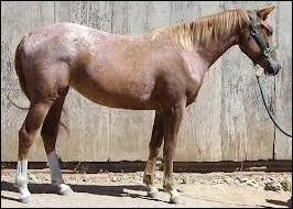 Quelle est la robe de ce cheval ?