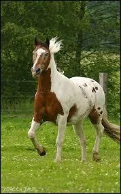 Quelle est la robe de ce cheval ?