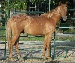 Ce cheval est de robe :