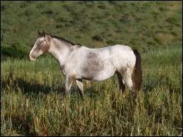 Enfin pour finir, ce cheval est :